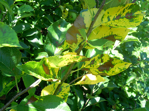 necrotic leaf blotch